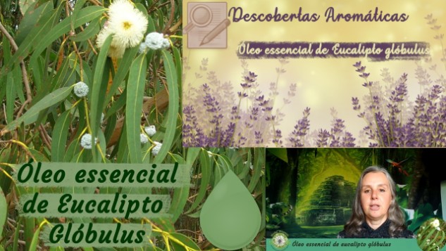 Óleo essencial de eucalipto globulus