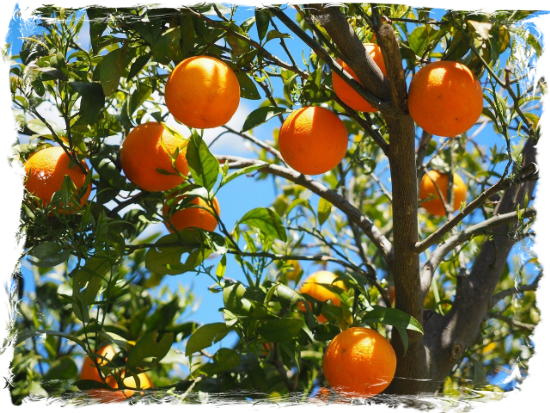 Laranja Laranja