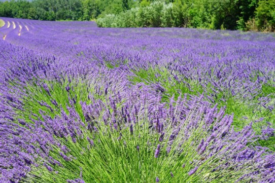 Lavandula angustifolia Lavandula angustifolia
