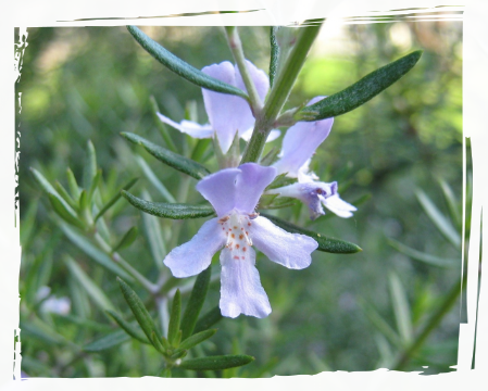 flor branca de alecrim