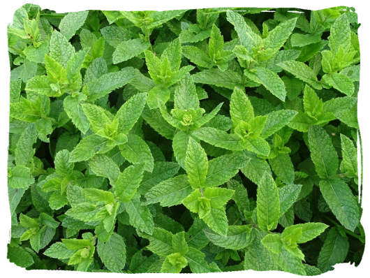 hortelã-pimenta