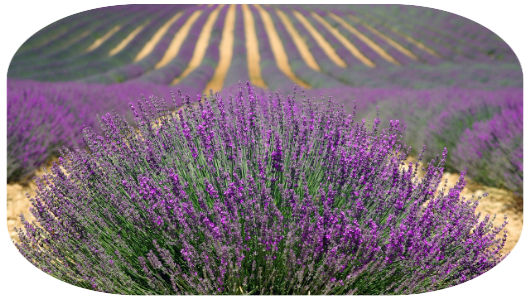 campo de lavanda campo de lavanda