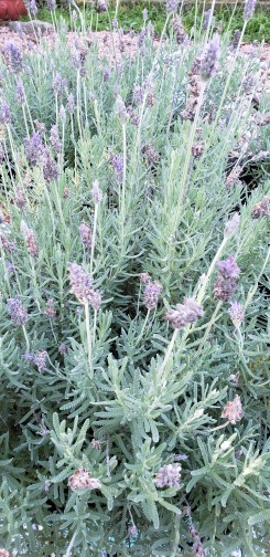 Lavandula dentata Lavandula dentata