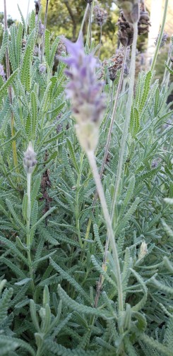 Lavandula dentata Lavandula dentata