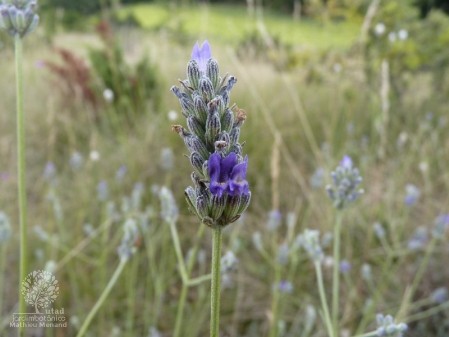 Lavandula latifolia - detalhe flor Lavandula latifolia - detalhe flor