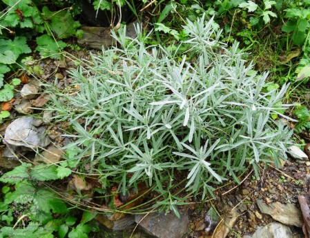 Lavandula latifolia - detalhe folhas Lavandula latifolia - detalhe folhas