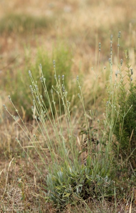 Lavandula latifolia -planta Lavandula latifolia -planta