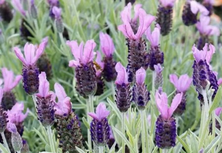 Lavandula stoechas Lavandula stoechas