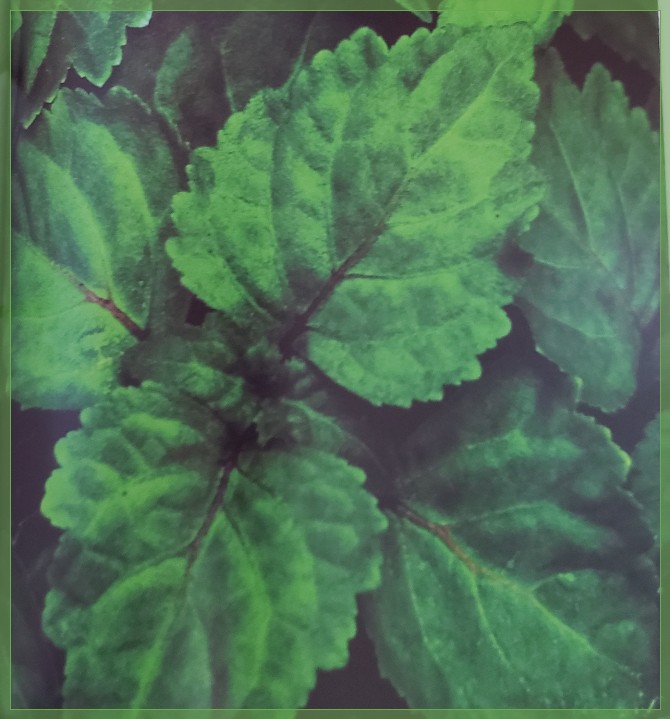 Patchouli Patchouli