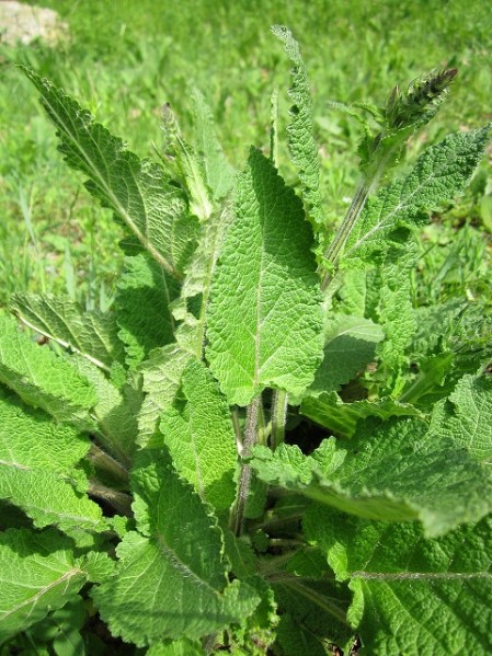 Salvia esclareia
